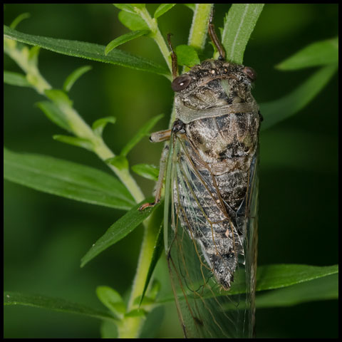 Northern Dog-day Cicada