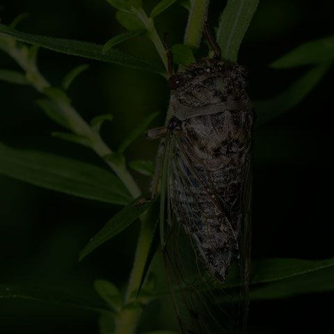 Northern Dog-day Cicada