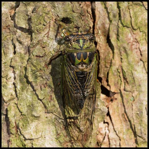 Northern Dog-day Cicada