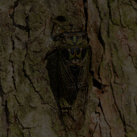 Northern Dog-day Cicada