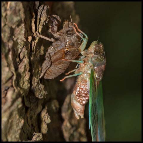 Northern Dog-day Cicada