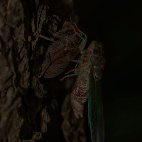 Northern Dog-day Cicada