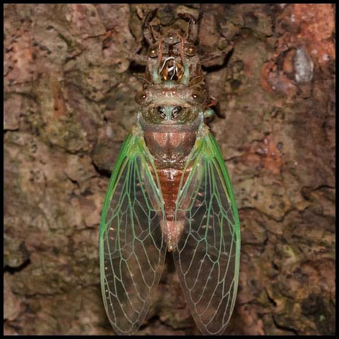 Northern Dog-day Cicada