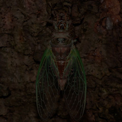 Northern Dog-day Cicada