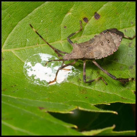 Orange-tipped Leaf-footed Bug