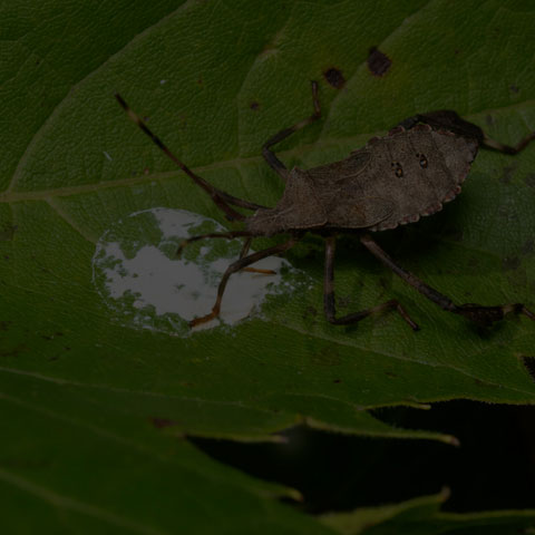 Orange-tipped Leaf-footed Bug