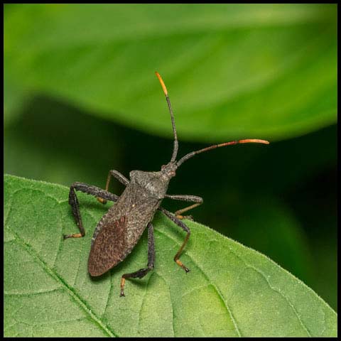 Orange-tipped Leaf-footed Bug