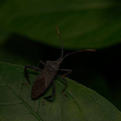 Orange-tipped Leaf-footed Bug