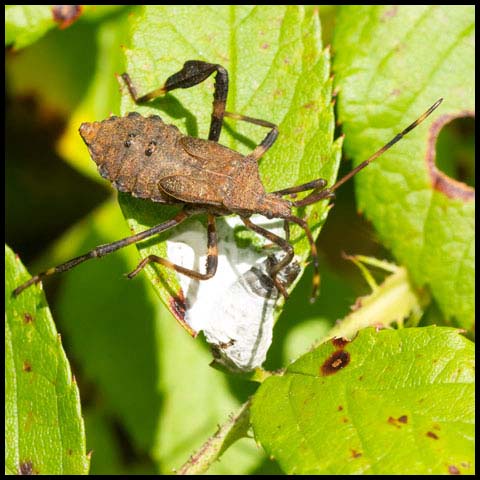 Orange-tipped Leaf-footed Bug