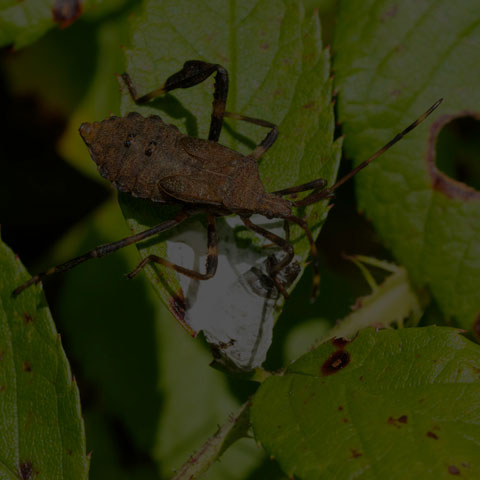 Orange-tipped Leaf-footed Bug