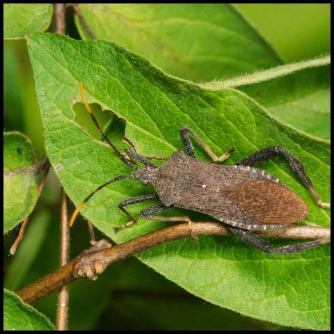 Orange-tipped Leaf-footed Bug