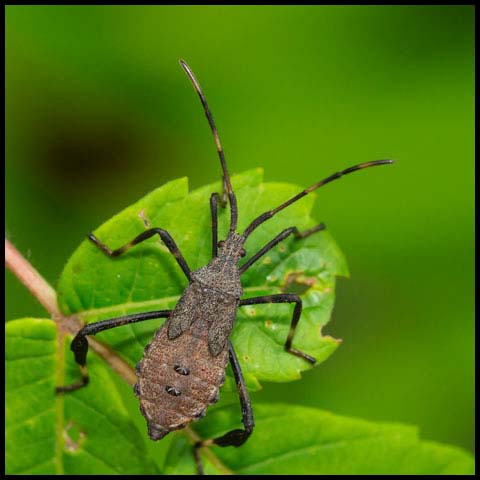 Orange-tipped Leaf-footed Bug