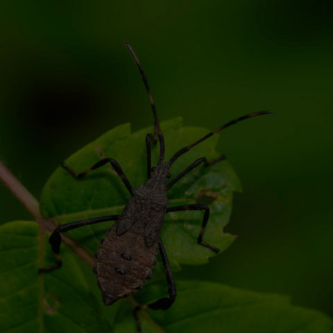 Orange-tipped Leaf-footed Bug