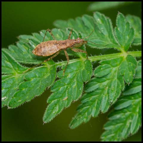 Pale Damsel Bug