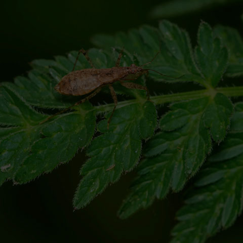 Pale Damsel Bug