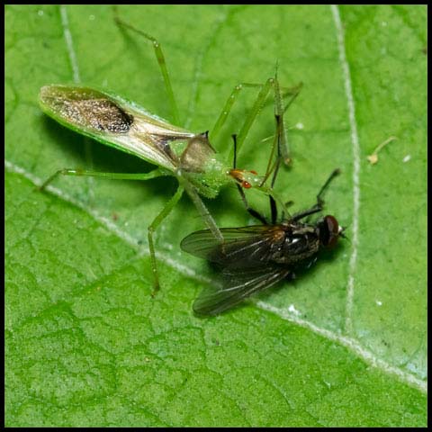 Pale Green Assassin Bug