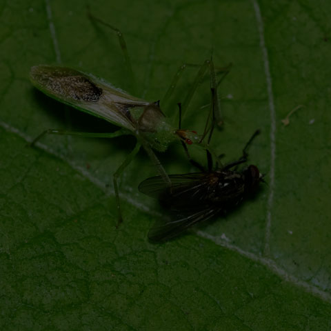 Pale Green Assassin Bug