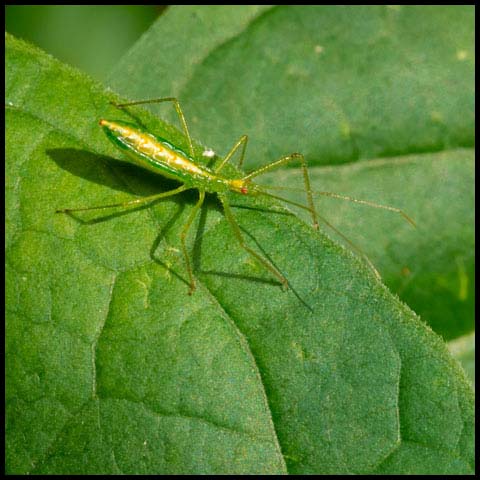 Pale Green Assassin Bug