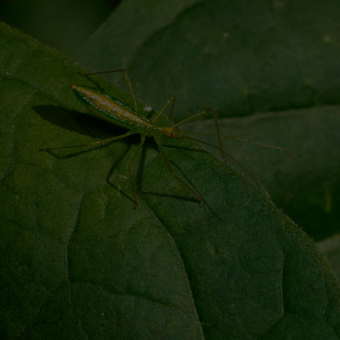 Pale Green Assassin Bug