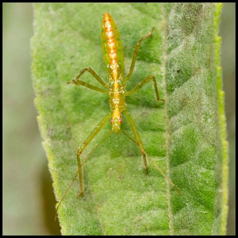 Pale Green Assassin Bug