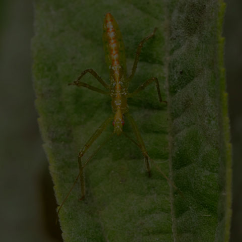 Pale Green Assassin Bug
