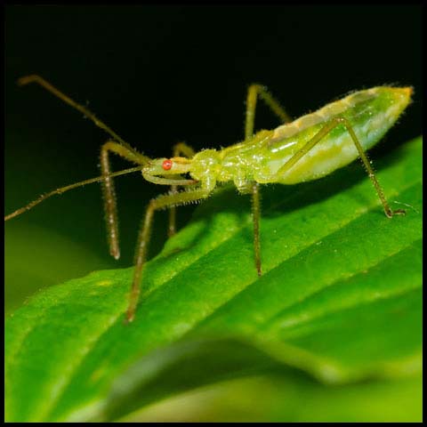 Pale Green Assassin Bug