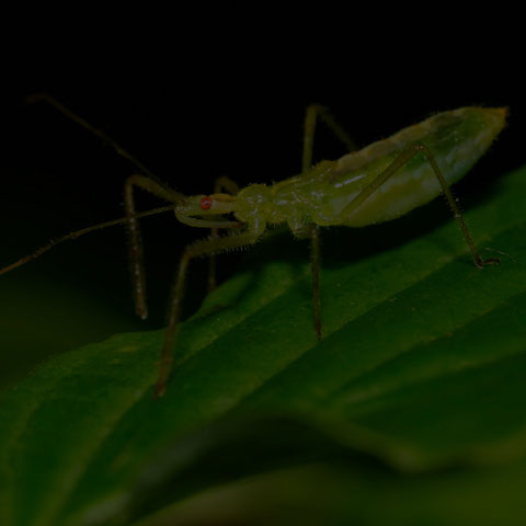 Pale Green Assassin Bug