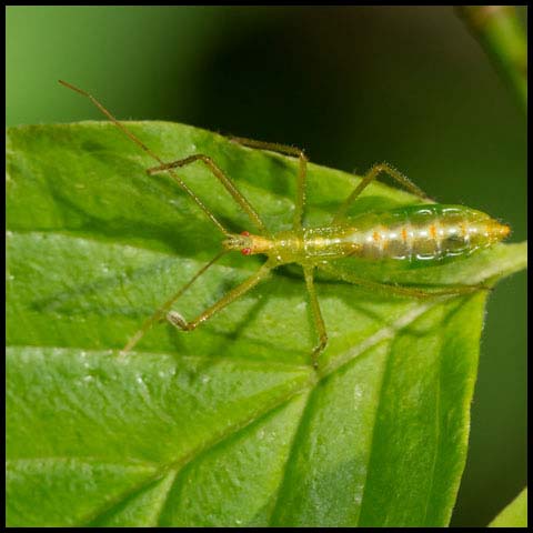 Pale Green Assassin Bug