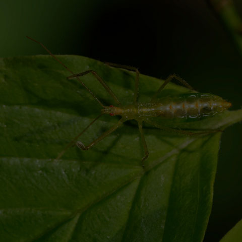 Pale Green Assassin Bug