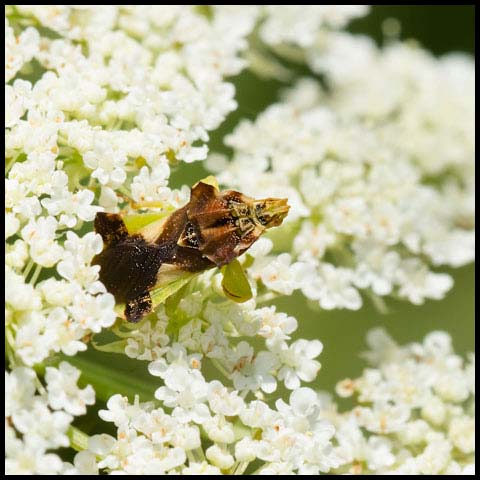 Pennsylvania Ambush Bug