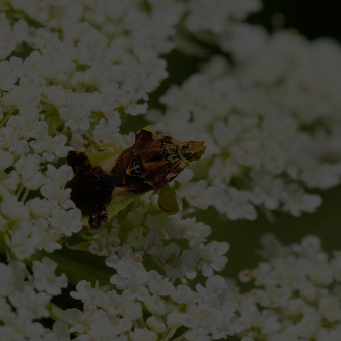 Pennsylvania Ambush Bug