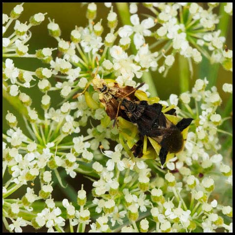 Pennsylvania Ambush Bug