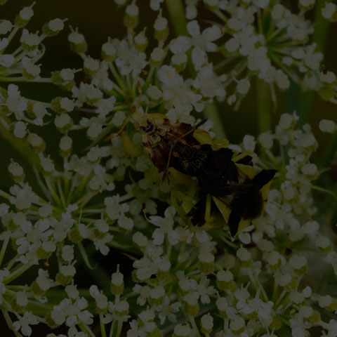 Pennsylvania Ambush Bug