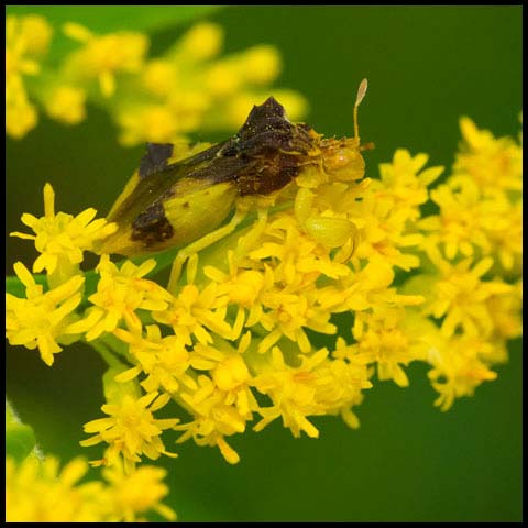 Pennsylvania Ambush Bug