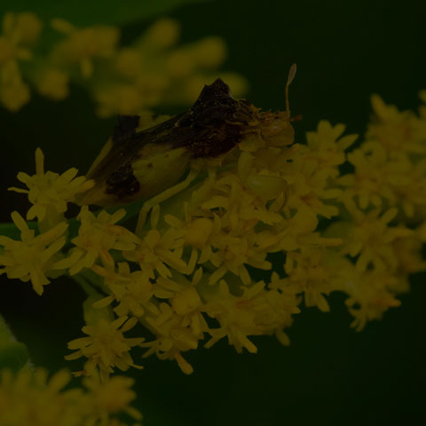 Pennsylvania Ambush Bug