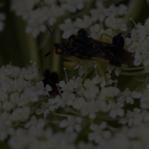 Pennsylvania Ambush Bug