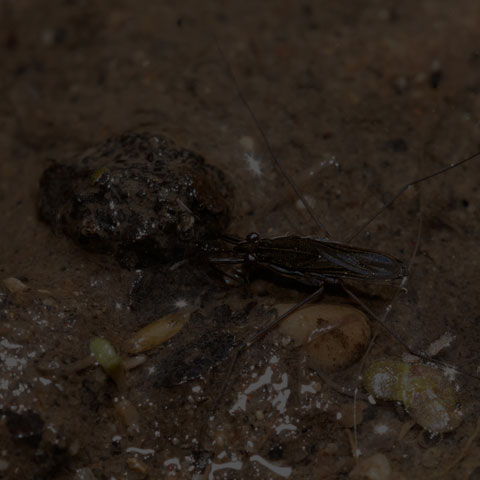 Water Strider