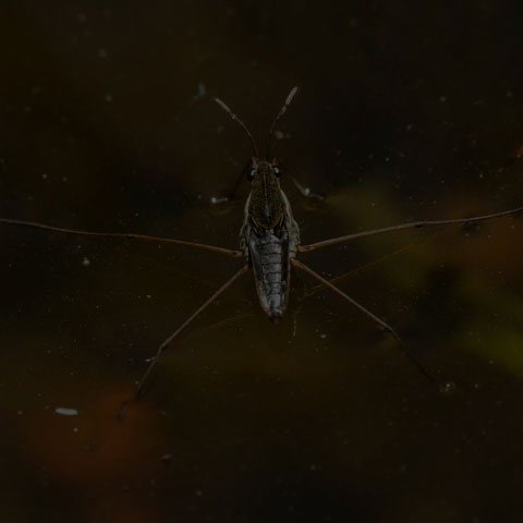 Water Strider