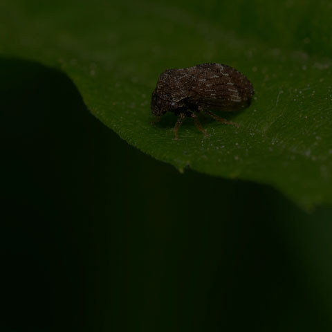 Aster Treehopper