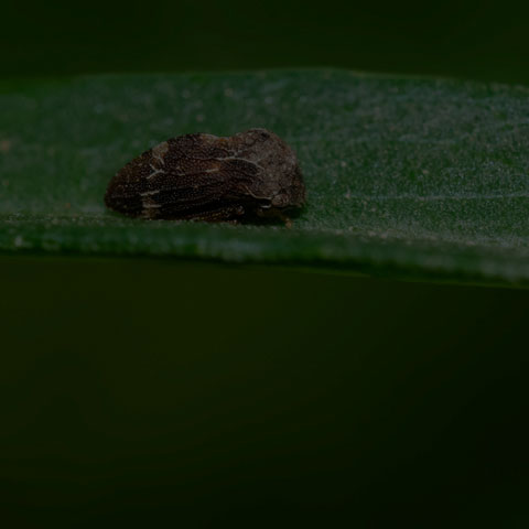 Aster Treehopper