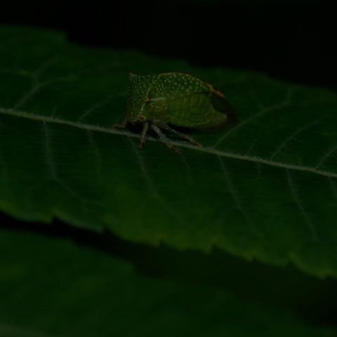 Buffalo Treehopper