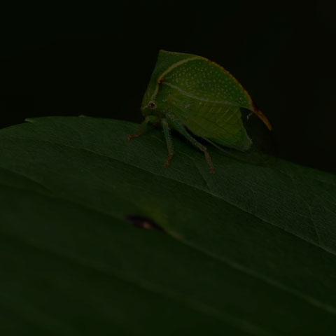 Buffalo Treehopper