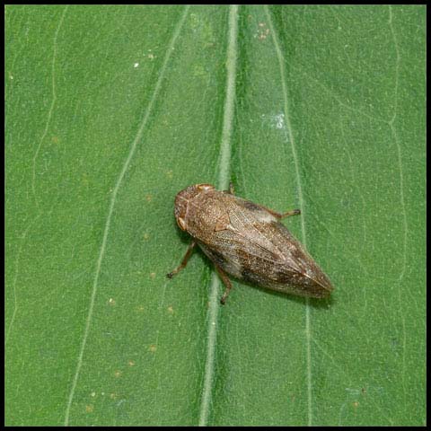 European Alder Spittle Bug