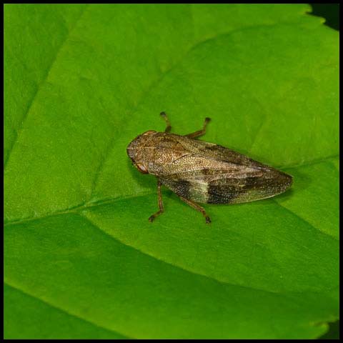European Alder Spittle Bug
