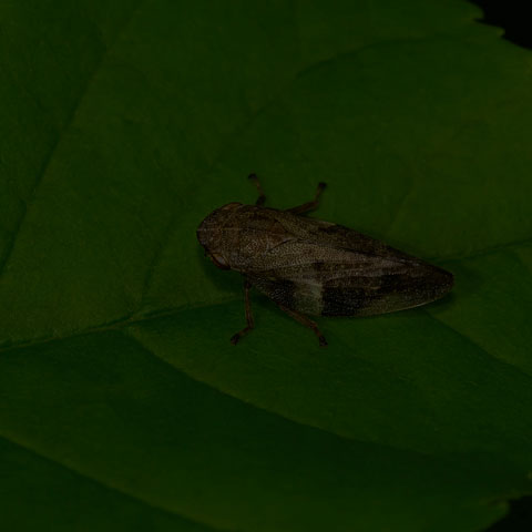 European Alder Spittle Bug