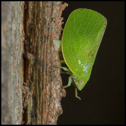 Green Cone-headed Planthopper