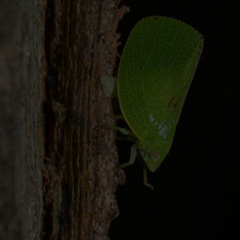 Green Cone-headed Planthopper