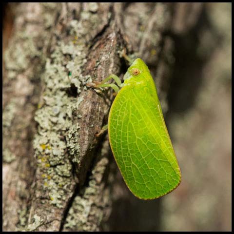 Green Cone-headed Planthopper