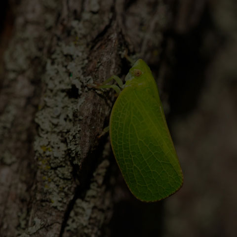Green Cone-headed Planthopper