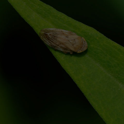 Meadow Spittlebug